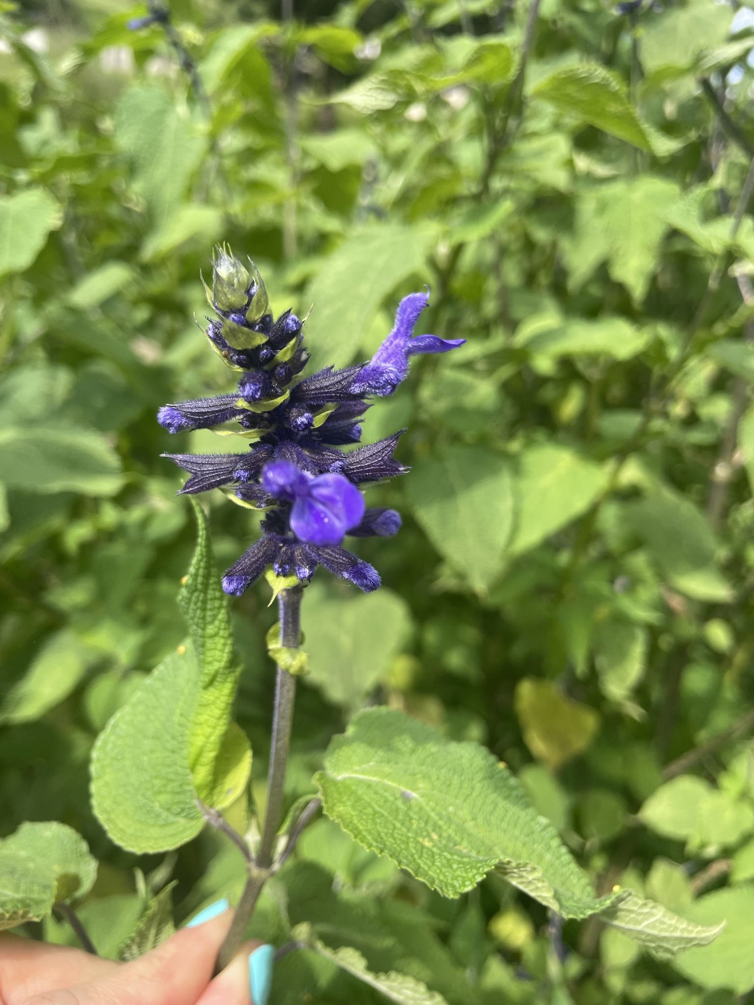 Salvia concolor